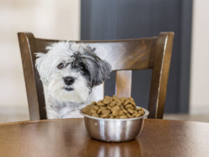 Η σωστή διατροφή του σκύλου: Όσα θέλετε να γνωρίζετε!
