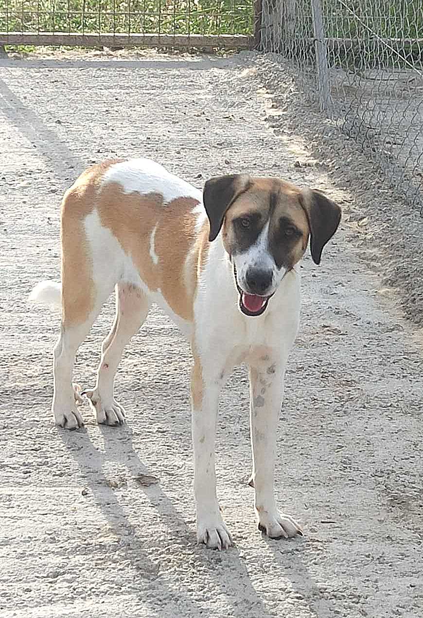 Dioni